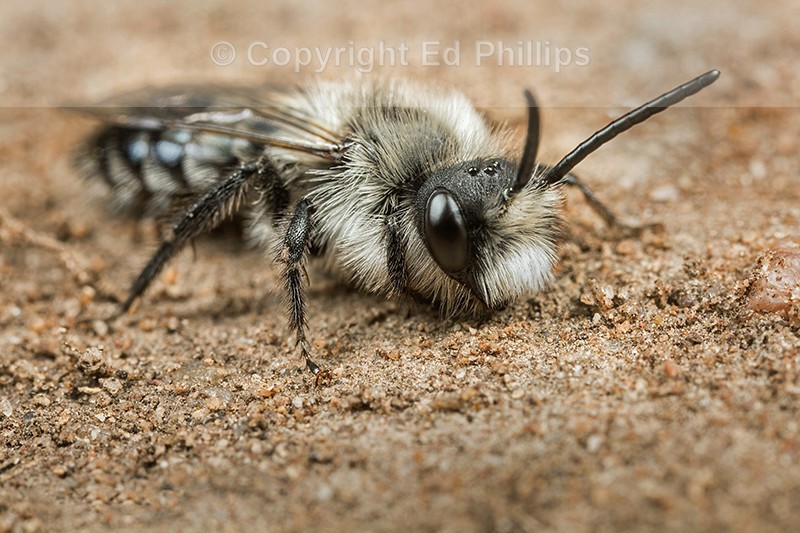 Andrena cineraria (m)