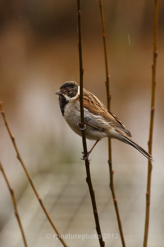 Reed Bunting -Emberiza schoeniclus RPNP0656 - Birds