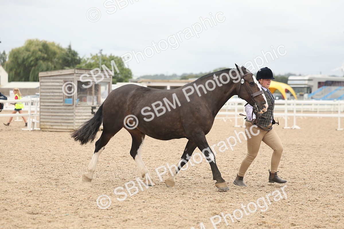 SBM_19840 - Class 318 - IH Part Bred Horse-Pony