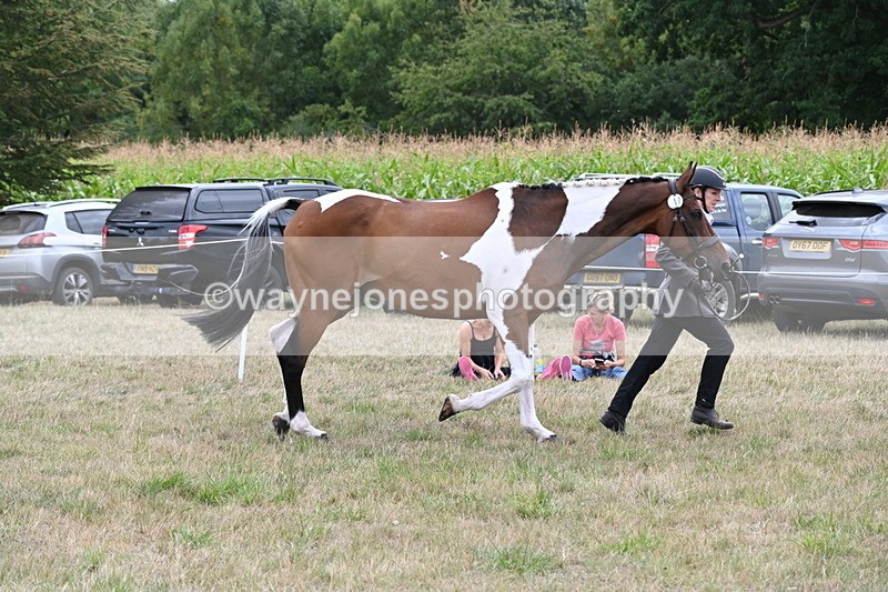 WJ6_6092 - Class 19 In-hand Veterans (Uploaded correct folder)