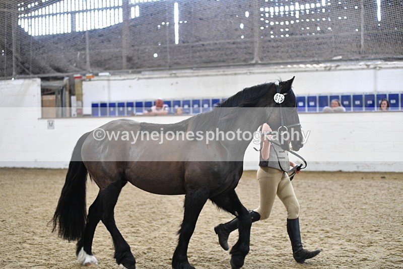 WJ5_4566 - Class 3 Part Bred In hand