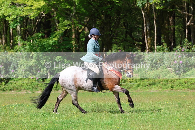 3E7A2770 - Working Hunter Championship