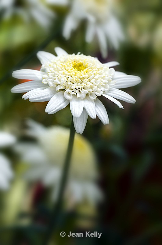 Flower - 3075 - White