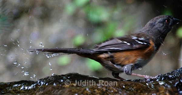 Spotted Towhee, female - Backyard Bathing Birds