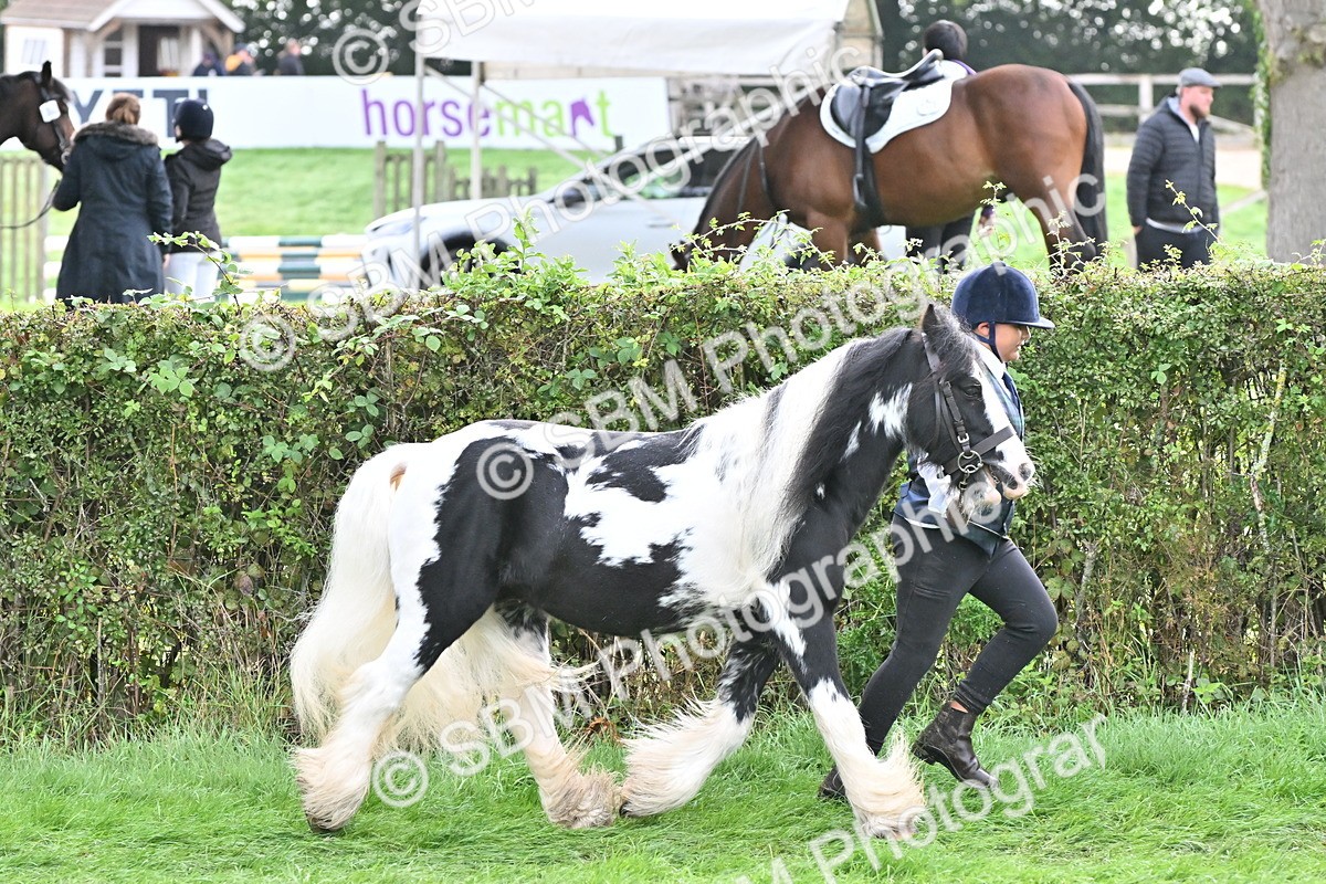 SBM_56870 - S45 - Coloured Pony In Hand