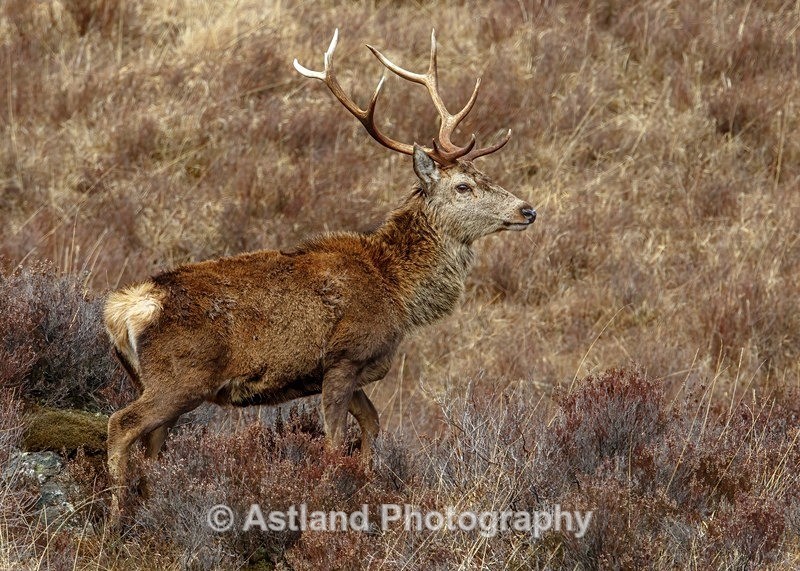 Red Deer - Latest Images