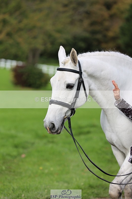251026A-120712-25900 - G-522-Sue.Parkes Inc Trot Up