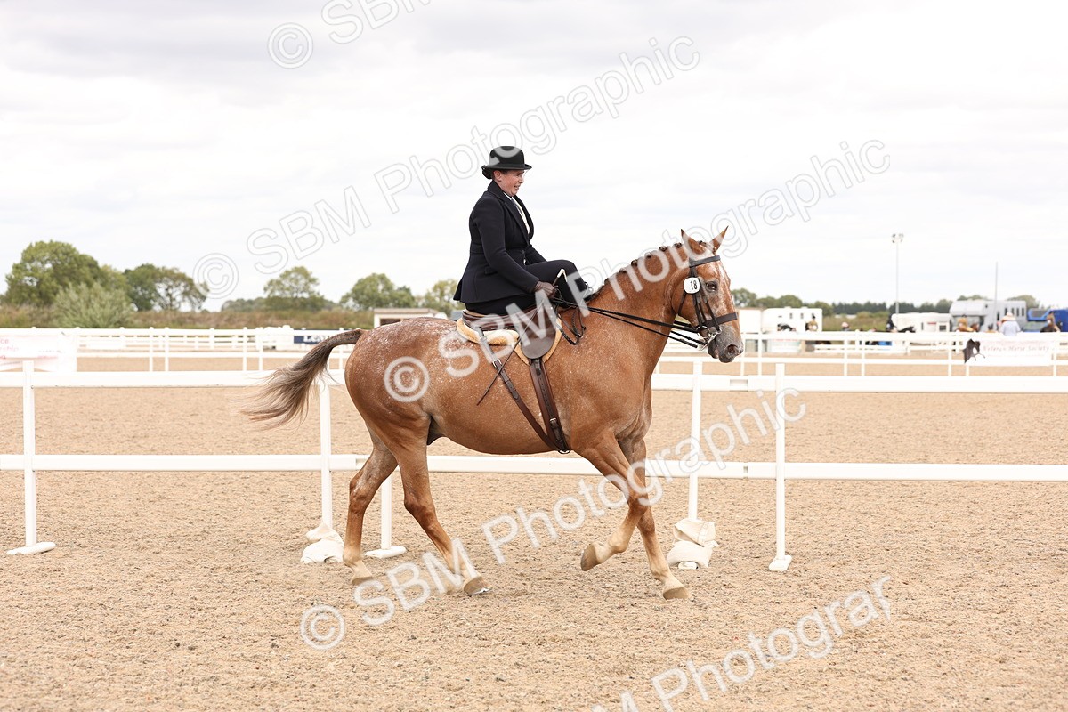 SBM_16402 - Class 211 - Best Side Saddle Horse - Pony
