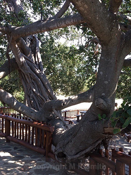 'Bendy Tree' Sth Africa - LANDSCAPES & TREES
