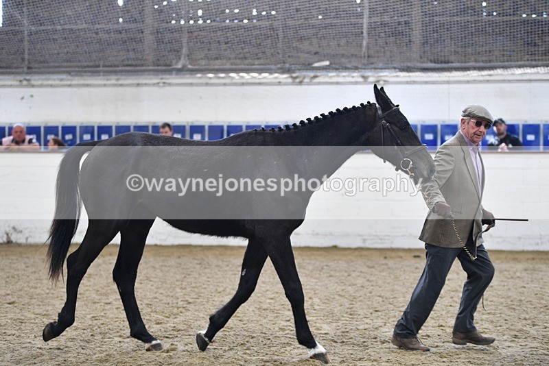 WJ5_4803 - Class 3 Part Bred In hand