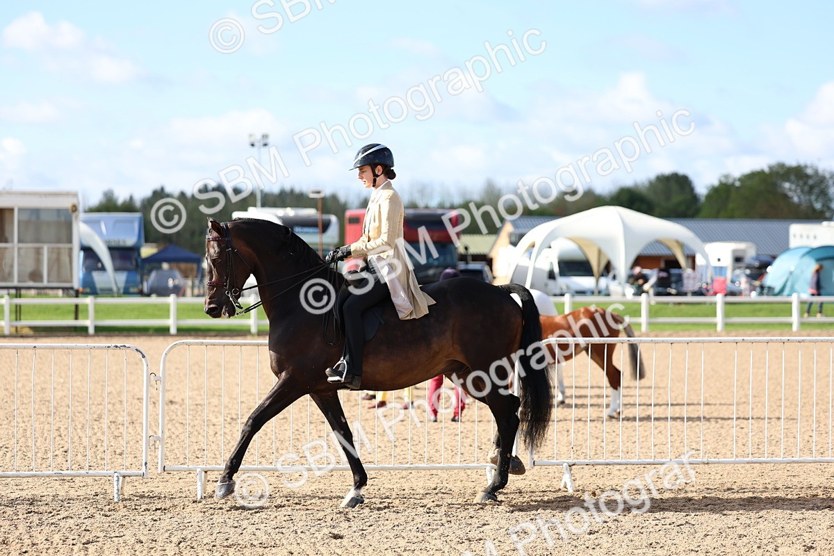 SBM_09131 - Class 303 - Ridden Pure Bred Horse Pony