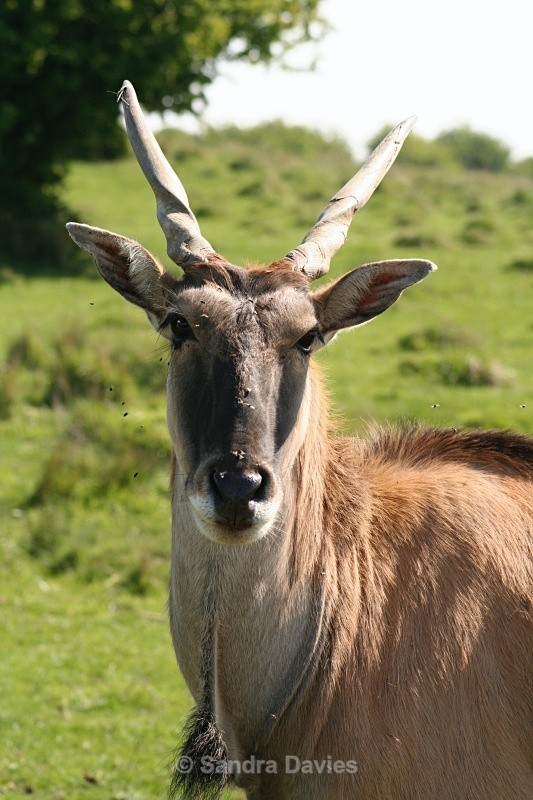  - Wildlife & People