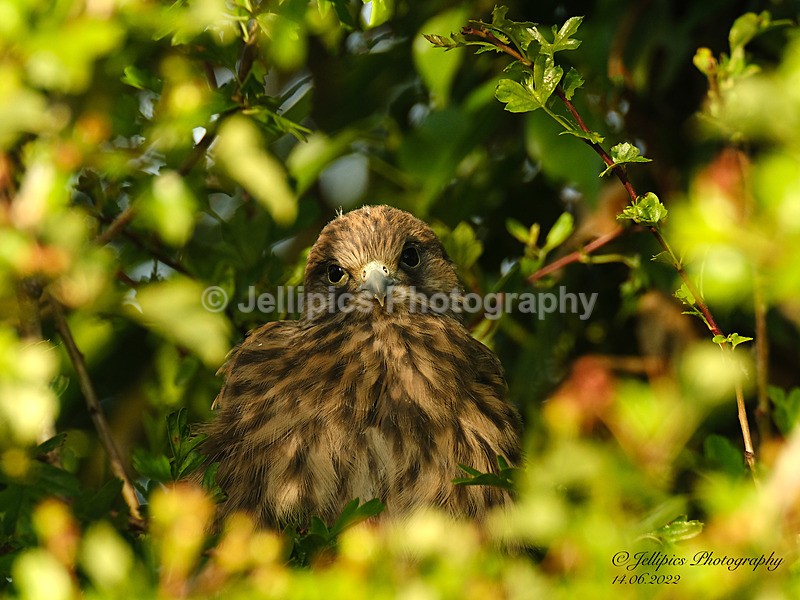  - Wildlife and Nature