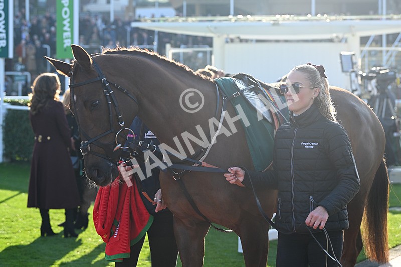 151124-Race 1-Paddock-Plaisir Des Flos-7234 - Race 1