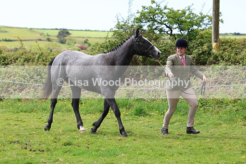 3E7A0484 - Class 20: Sports Horse