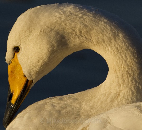 WHOOPER SWAN - WHOOPER SWANS