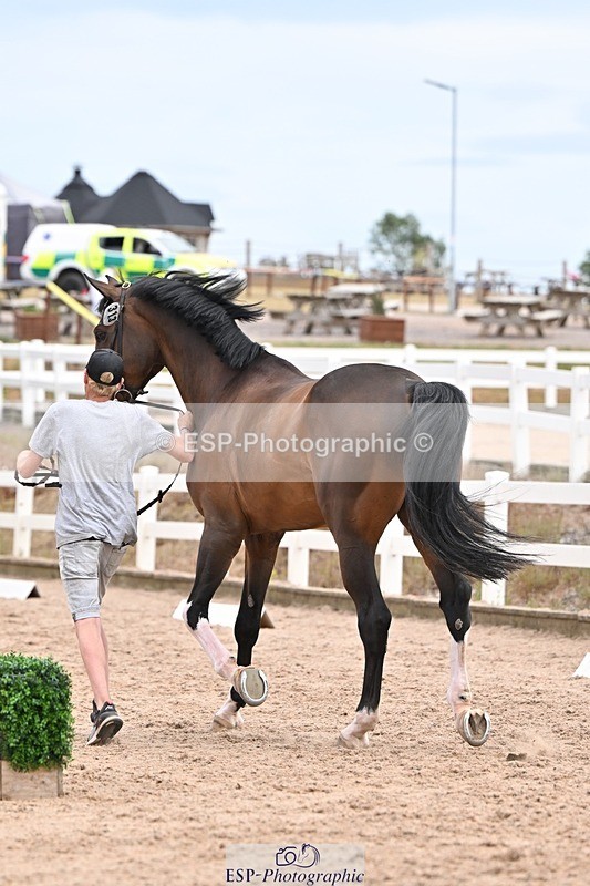 250716-152437-01913 - Trot Up 2.30 to 3.30