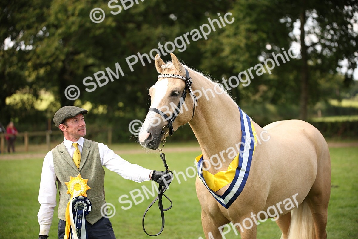 SBM_62959 - In Hand Horse Supreme Championship
