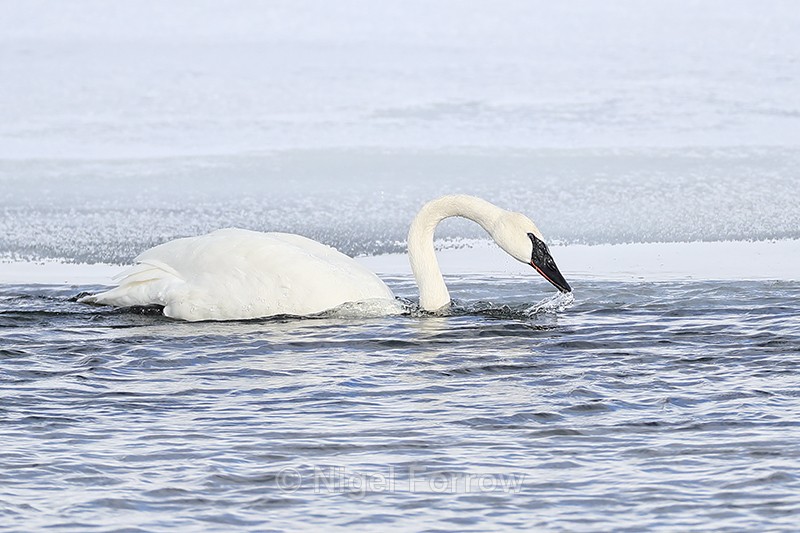 Trumpeter Swan drinking, Yellowstone River, Wyoming, USA - Trumpeter Swan