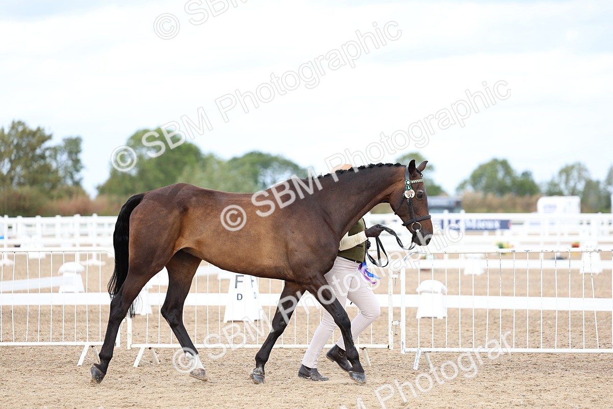 SBM_04012 - Class 25 - IH Foreign Breeds - Pure Bred