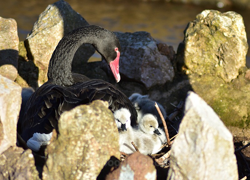 Black Swan cygnets new 5 - Dawlish (mainly black swans)