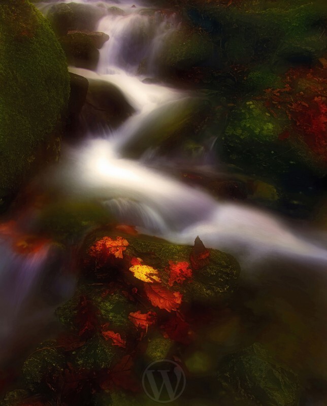 Autumn Leaf Fall 2 - Elemental