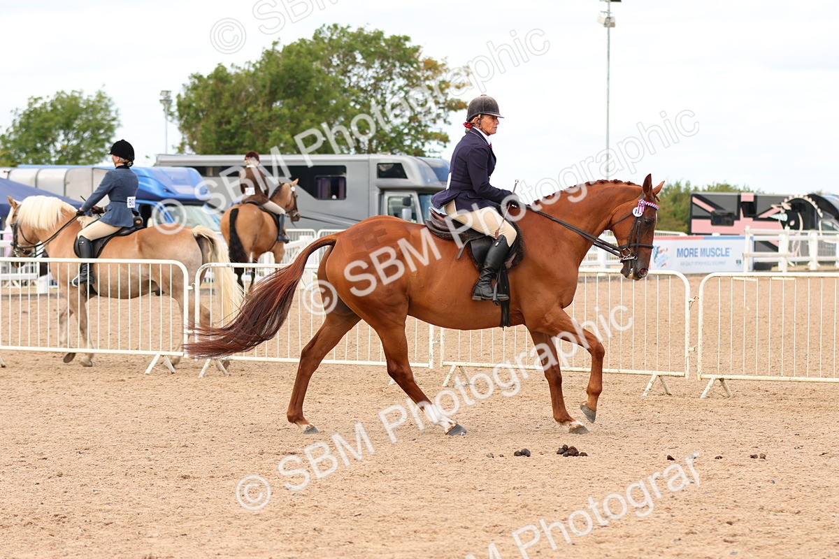 SBM_16241 - Class 217 - Ridden Retired Racehorse