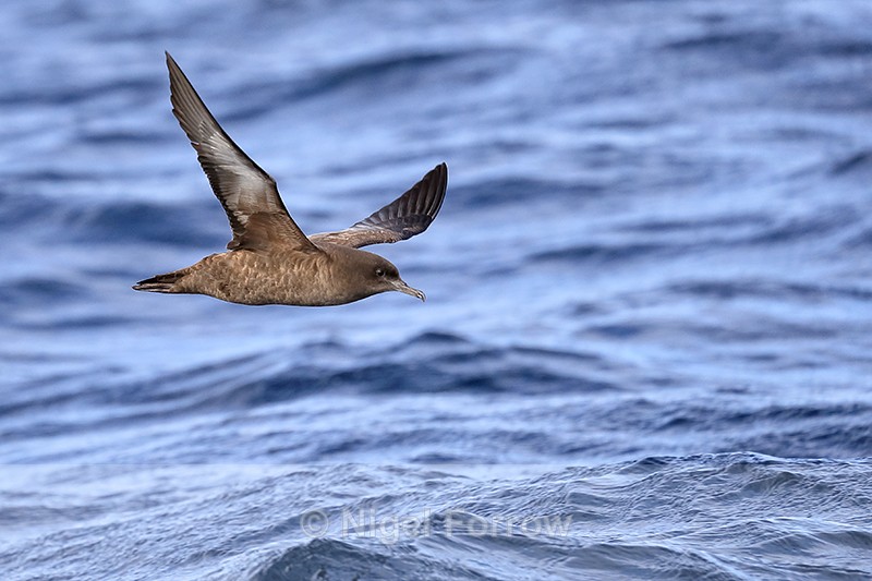 Sooty Shearwater in flight close, South Africa - Sooty Shearwater