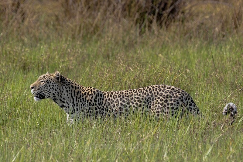 Leopard on the Move - Botswana Wildlife
