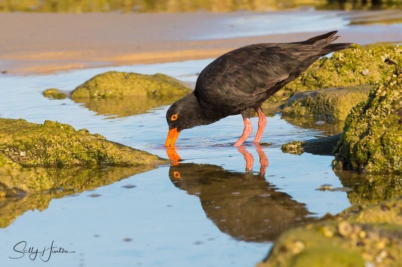 Sooty Oyster Catcher 11