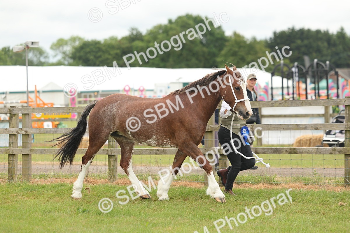 SBM_02427 - Class 50-57 - M&M Welsh Pony In Hand