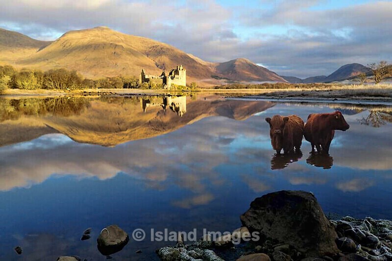 The perfect photo of Cows and Castle - Highland Cows