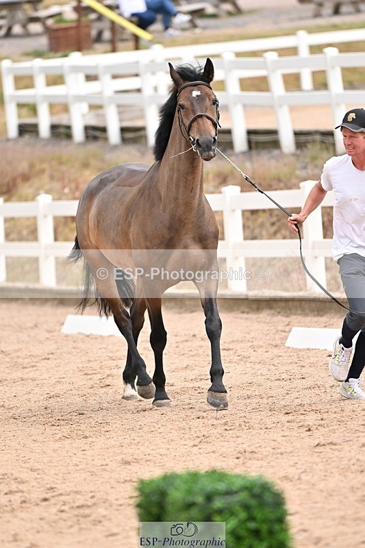 250716-150907-01694 - Trot Up 2.30 to 3.30