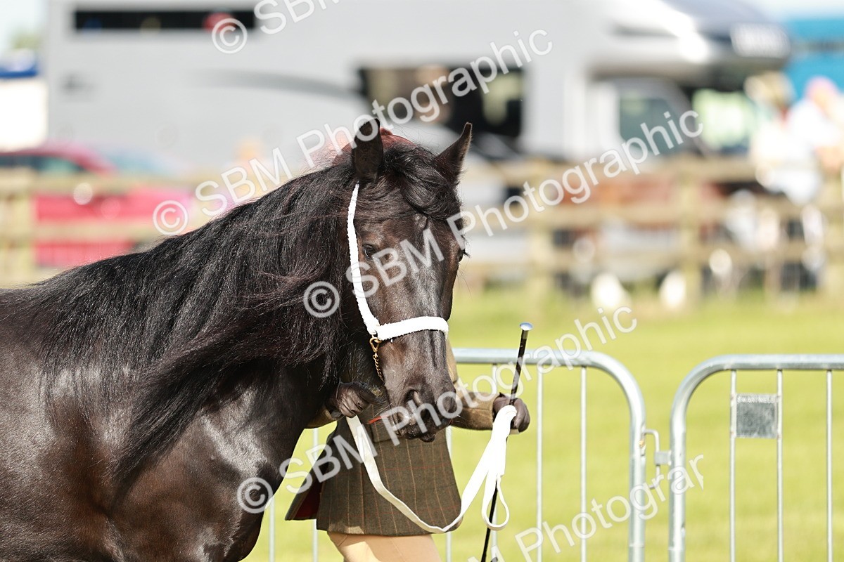 SBM_00801 - Class 14-23 - Mountain & Moorland In Hand Non Welsh
