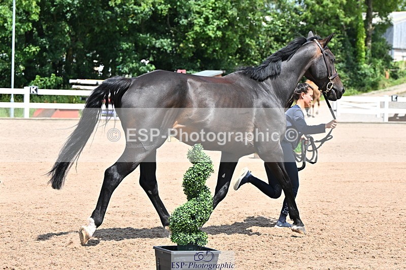 240718A-105316-01771 - Trot Up 1pm to 2pm