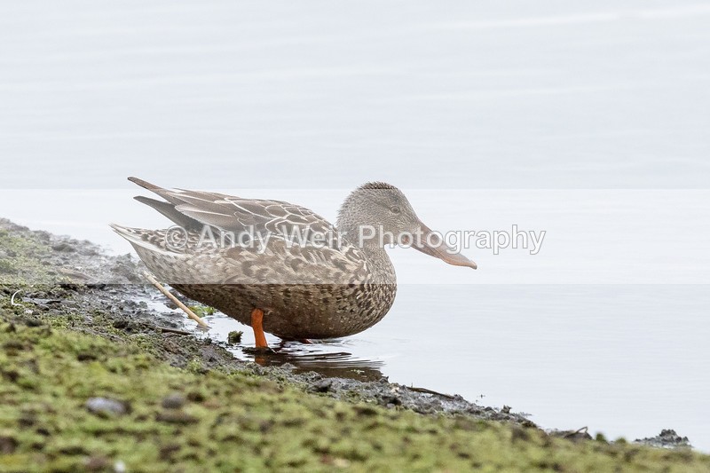 20170220-8E0A3531 - Shoveler