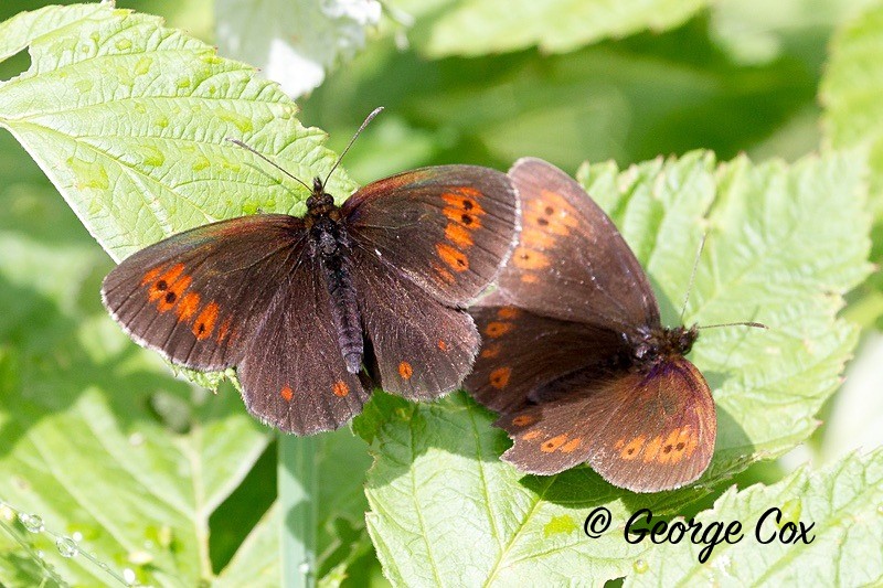 ringlet pyrenees