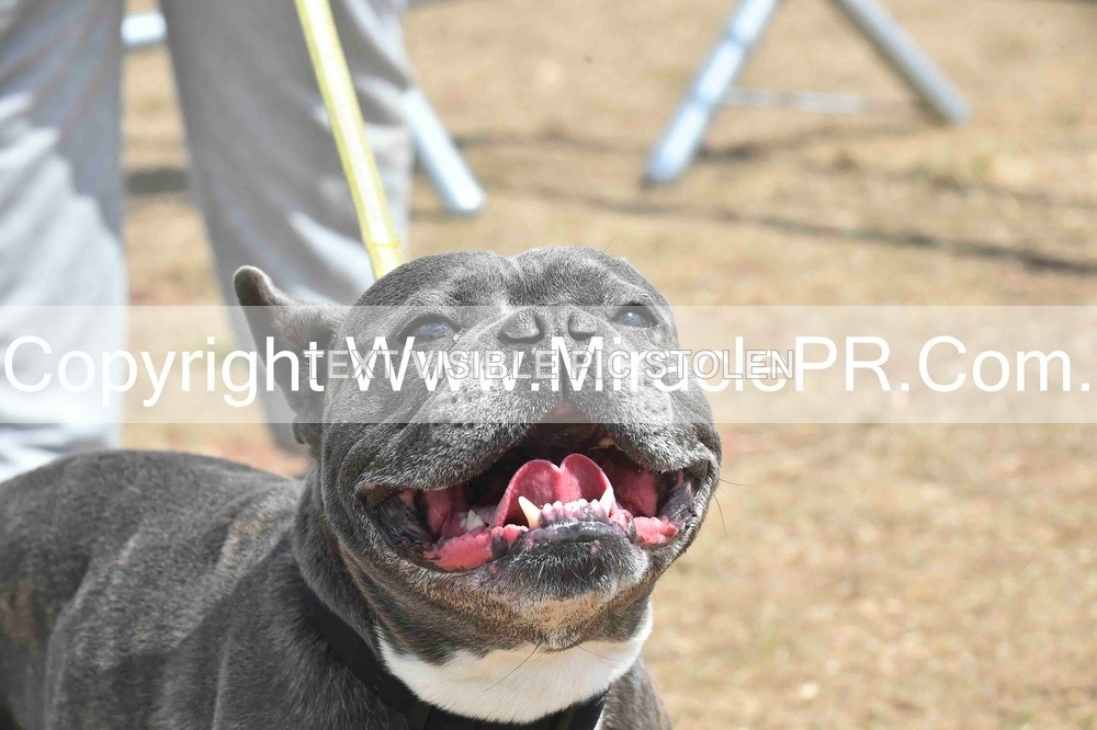 SH4_0061 - Dog show.