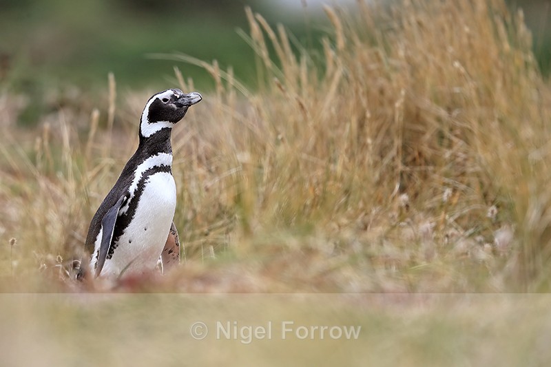 Magellanic Penguin standing in grass, Carcass Island, Falklands - Magellanic Penguin