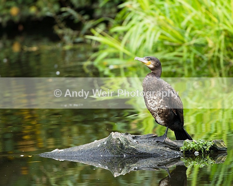 20110904-_MG_6636 - Cormorant