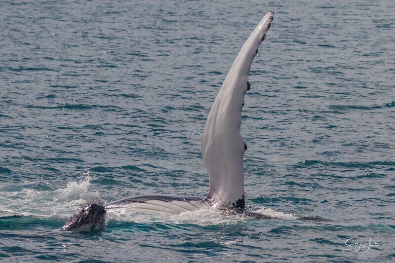 HB Calf Breach 8. 0A3A7857 - 2025 Hervey Bay Whales