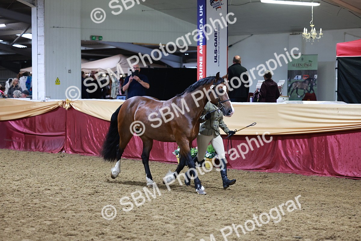 SBM_20397 - Class F - IH Small (148cm & Under)Champ