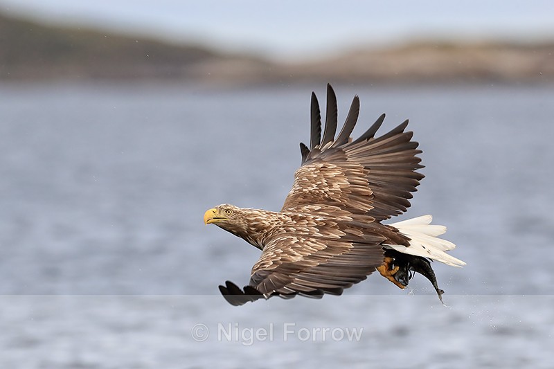 White-tailed Sea-Eagle flying, looks up, Flatanger, Norway - White-tailed Sea-Eagle