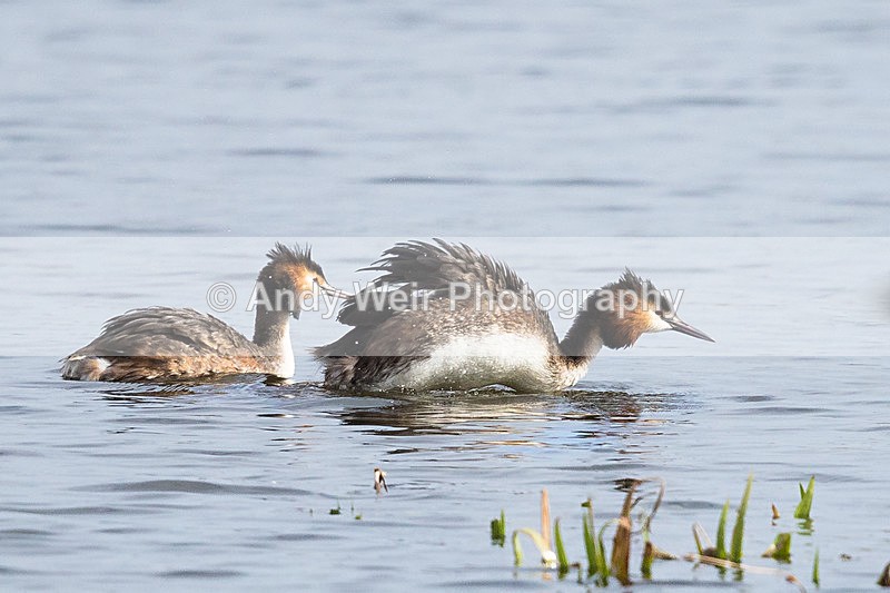 20150306-8E0A0044-3363 - Gt. Crested & Little Grebes