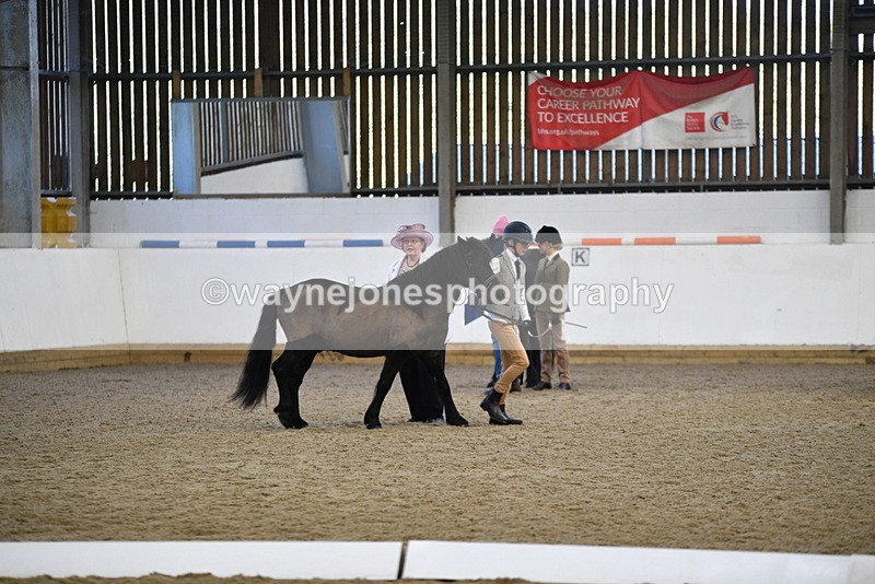 WJ5_4184 - Class 6 In hand M&M - Large Breeds