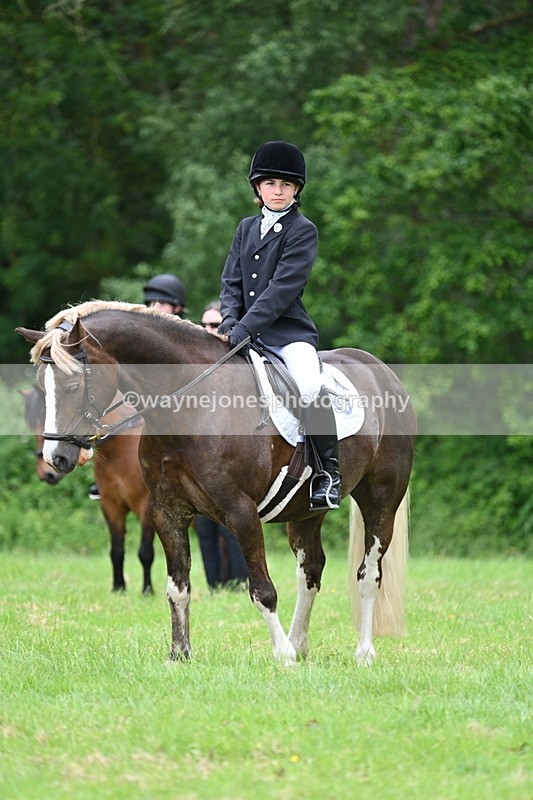 WJ7_4215 - Class 14A Handsome Gelding