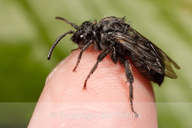 Melecta albifrons (f) - Melecta albifrons
