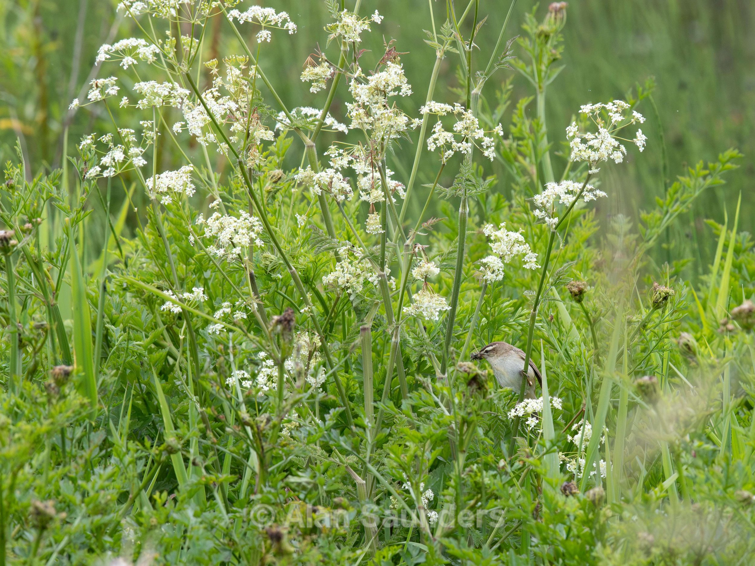 Sedge Warbler 1