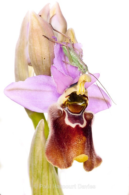  - WB: Orchids - Ophrys
