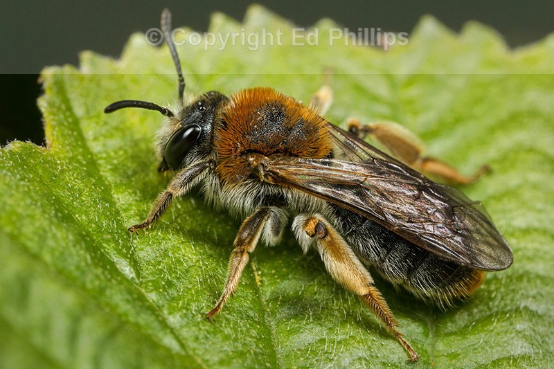 Andrena haemorrhoa (f)